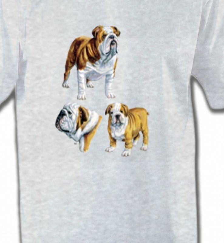 Bulldog Anglais (C)