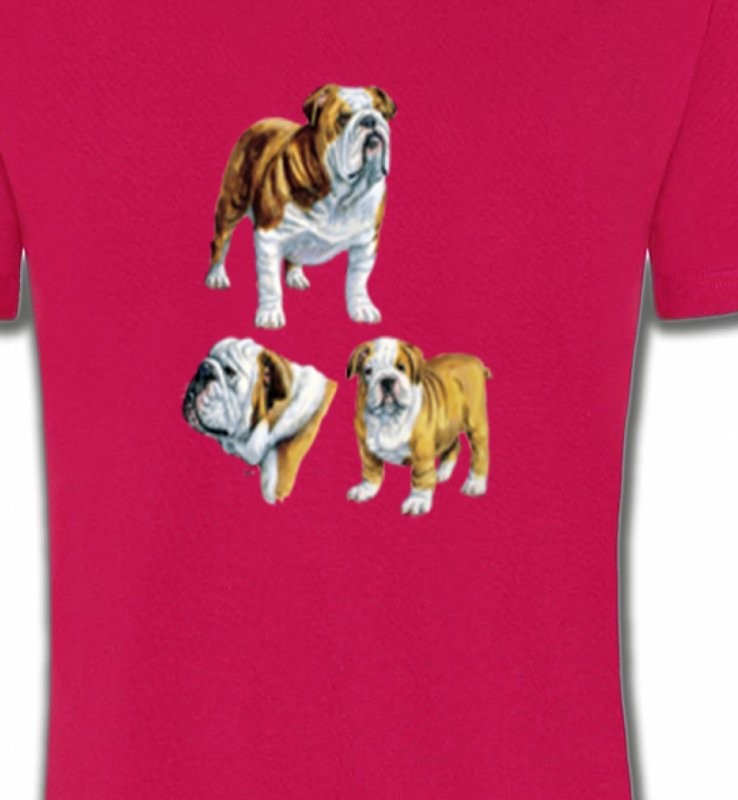 Bulldog Anglais (C)
