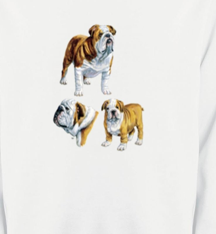 Bulldog Anglais (C)