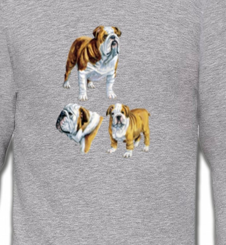 Bulldog Anglais (C)