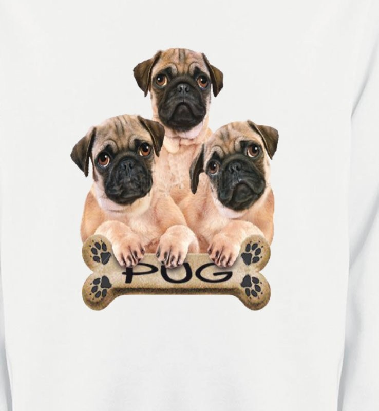 Carlin Pug (B)