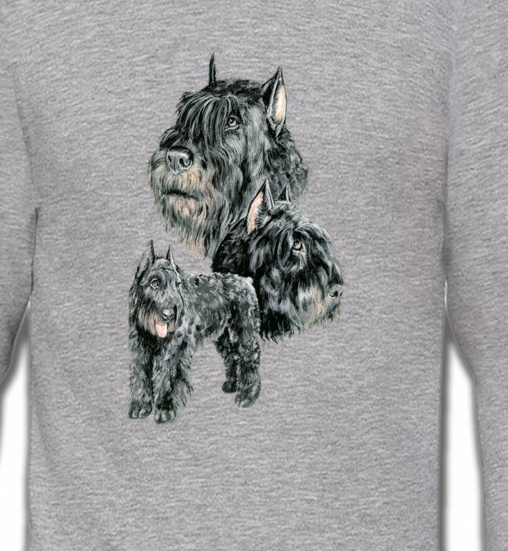 Schnauzer gris