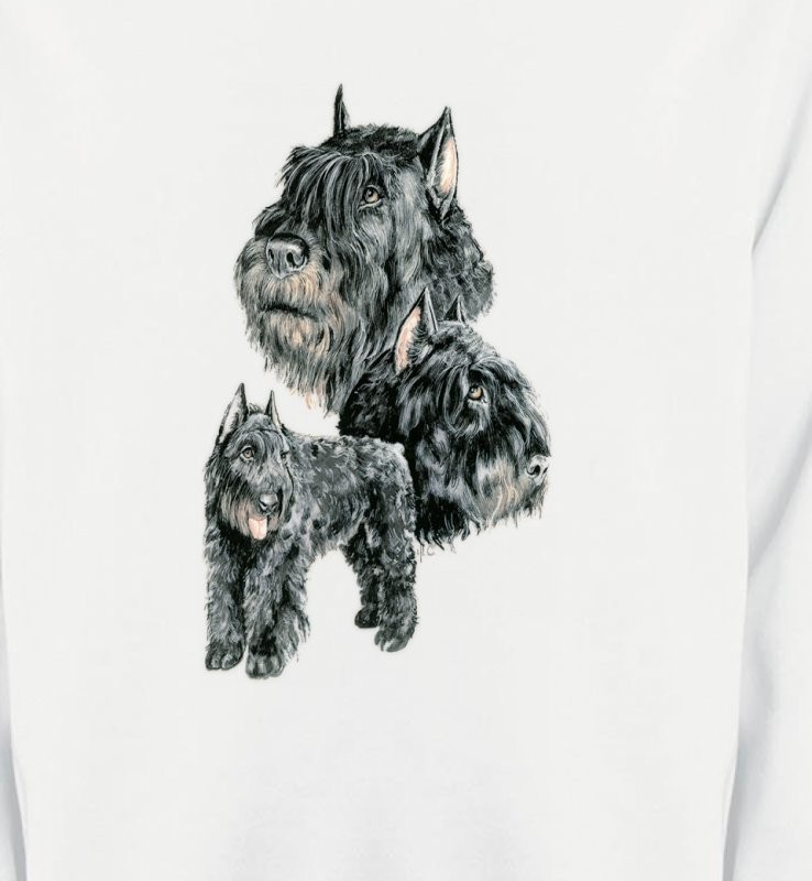 Schnauzer gris