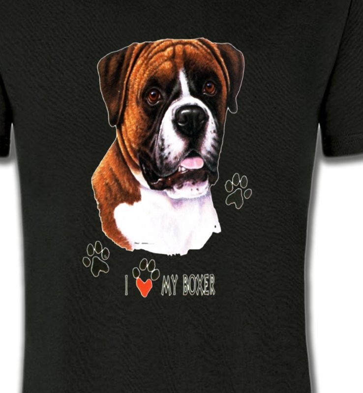 Boxer brun et blanc (B)