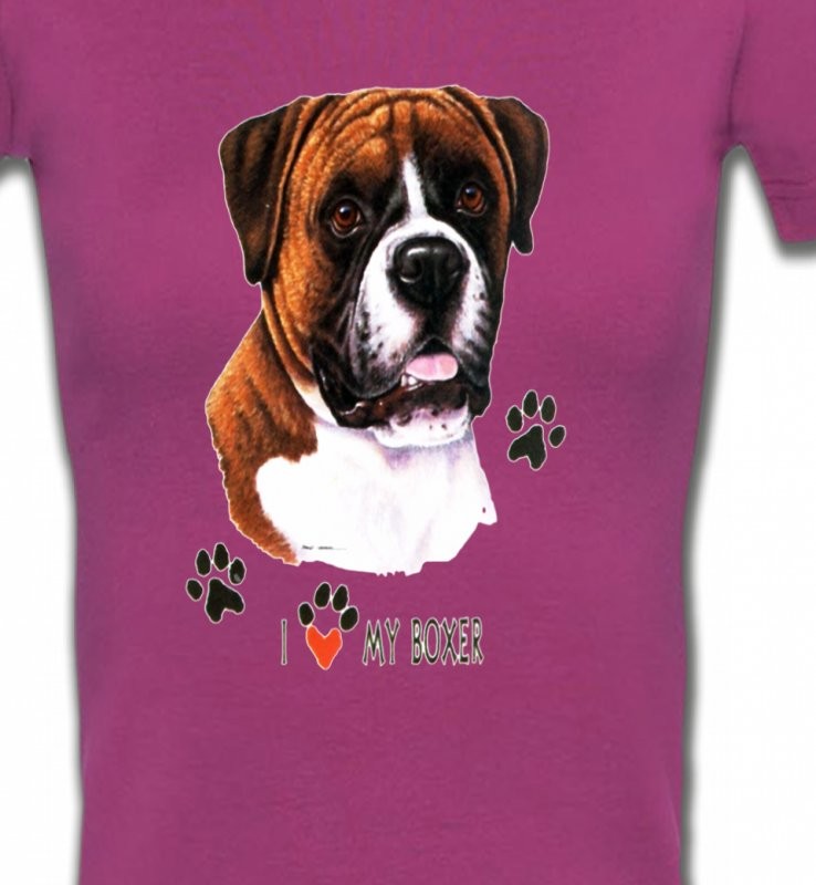 Boxer brun et blanc (B)