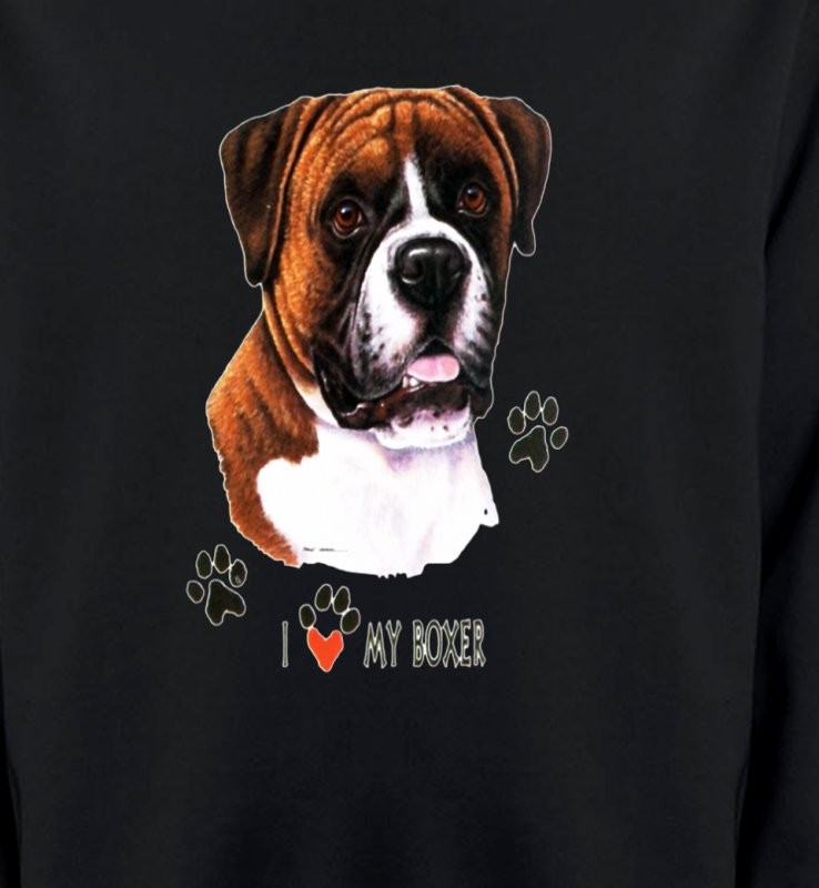 Boxer brun et blanc (B)
