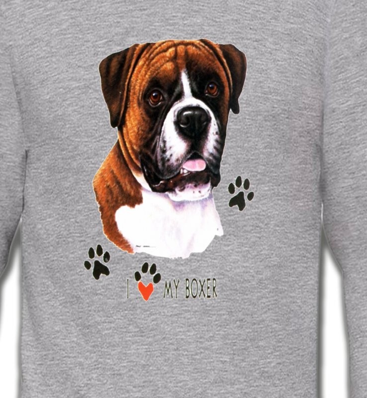 Boxer brun et blanc (B)