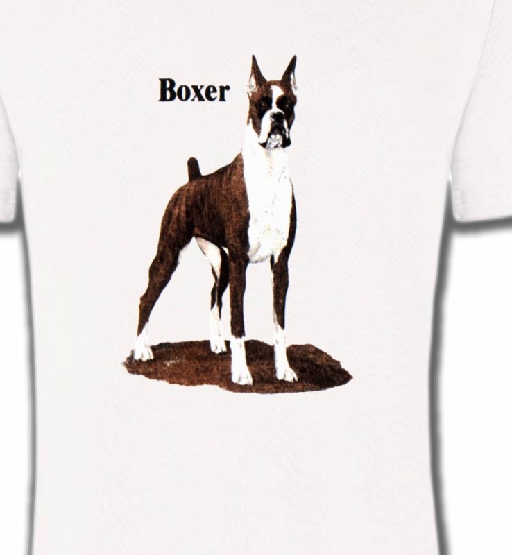 Boxer brun et blanc (M)