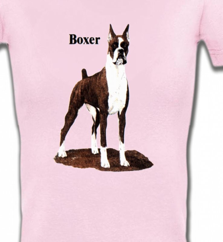 Boxer brun et blanc (M)