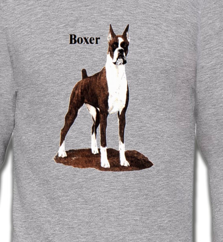 Boxer brun et blanc (M)