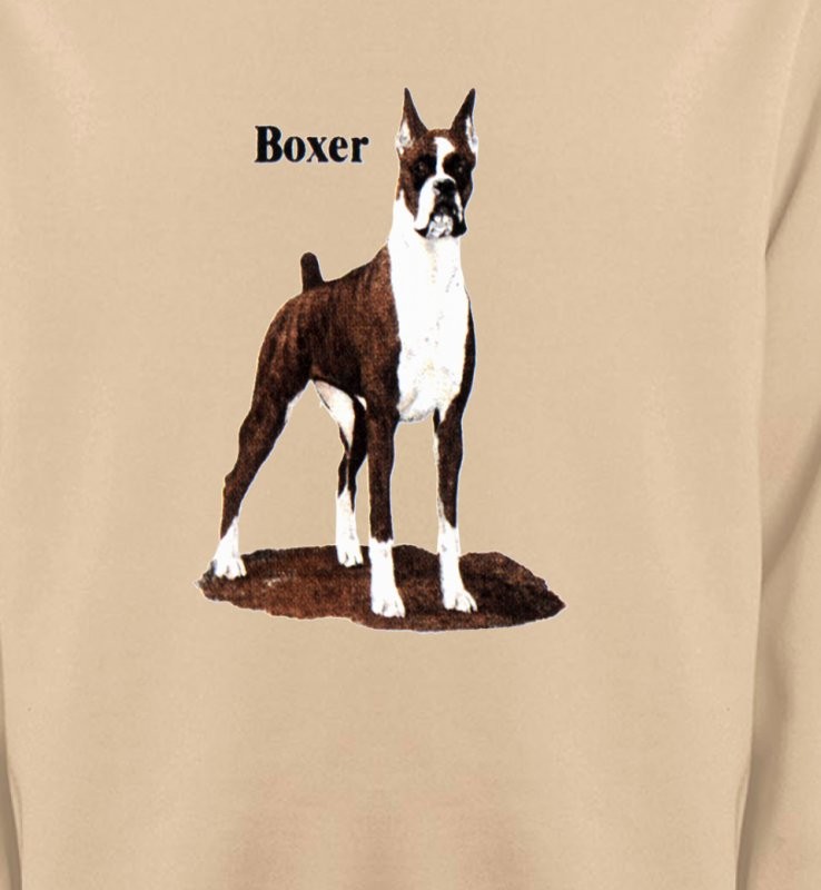Boxer brun et blanc (M)