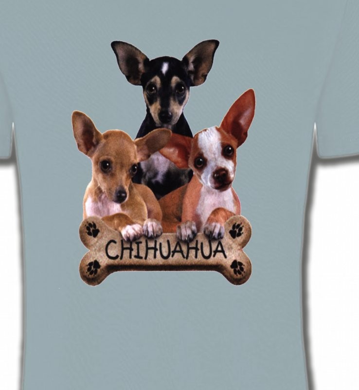 Chihuahua bébés (A)