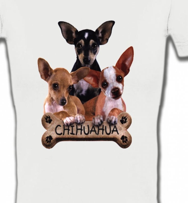 Chihuahua bébés (A)