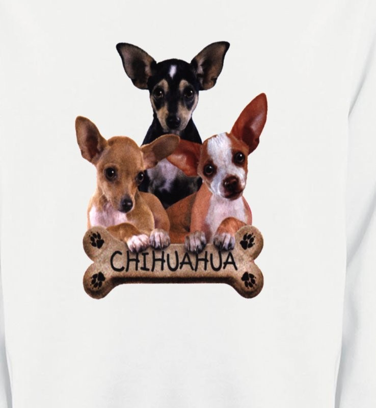 Chihuahua bébés (A)