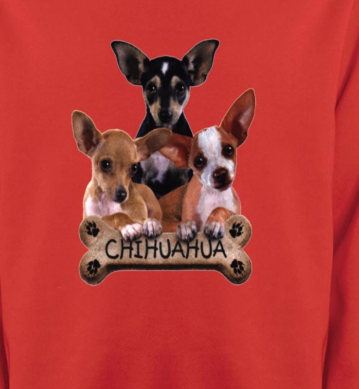 Chihuahua bébés (A)