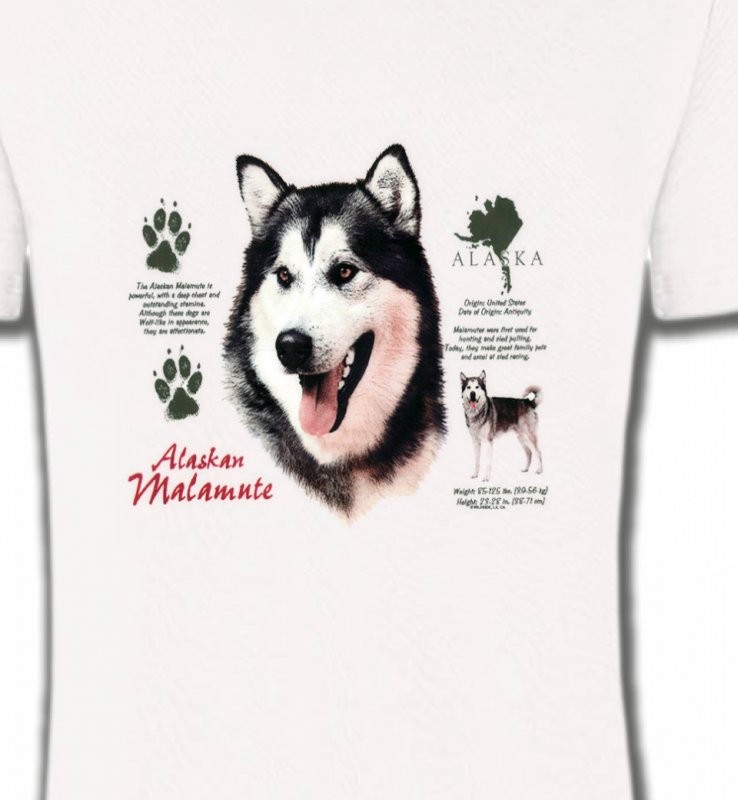 Alaskan malamute