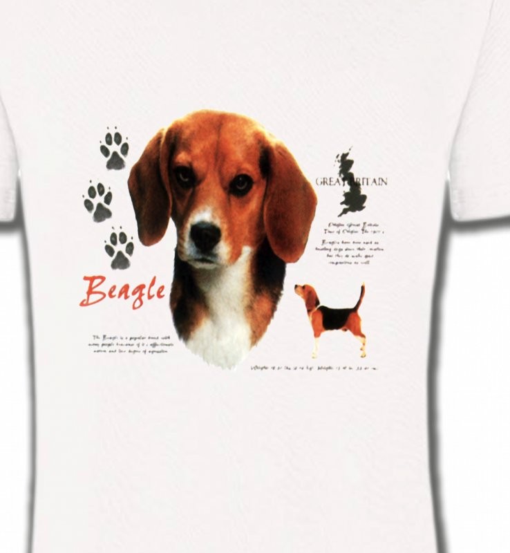Beagle (A)