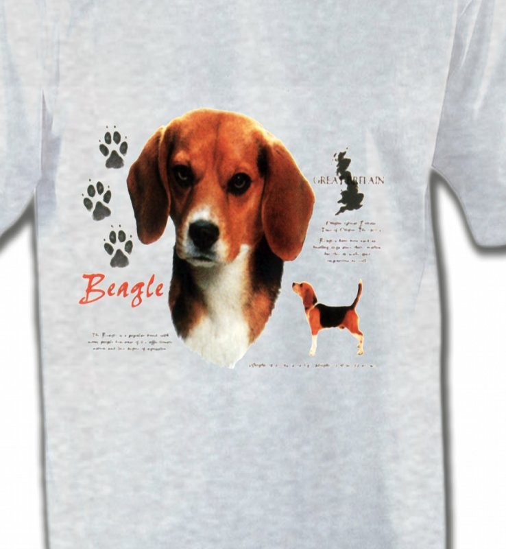 Beagle (A)