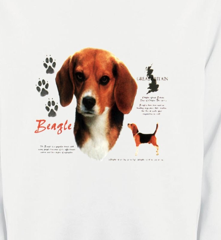 Beagle (A)
