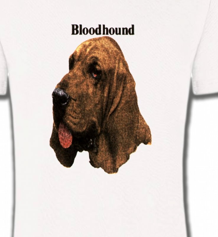 Bloodhound – Saint-Hubert (A)