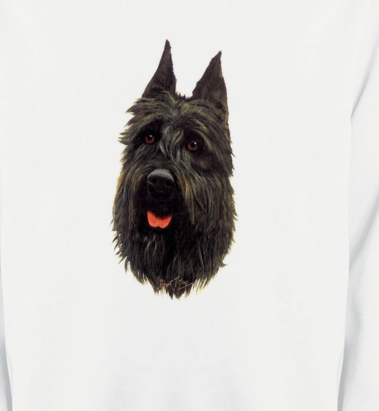 Bouvier des Flandres noir (A)