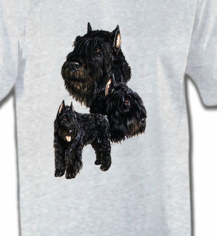 Bouvier des Flandres noir (C)