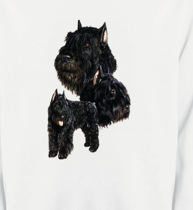 Bouvier des Flandres noir (C)