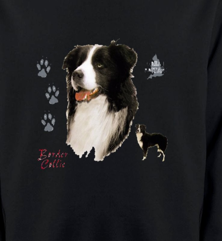 Border Collie noir et blanc (C)