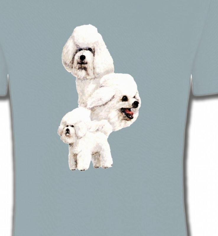Bichon Frisé blanc (J)