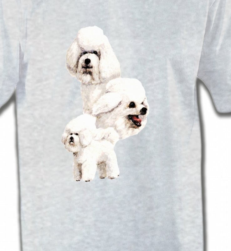 Bichon Frisé blanc (J)