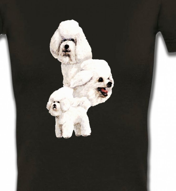 Bichon Frisé blanc (J)