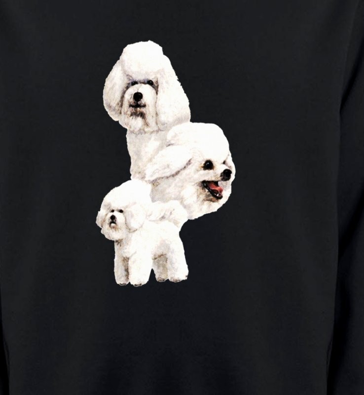 Bichon Frisé blanc (J)