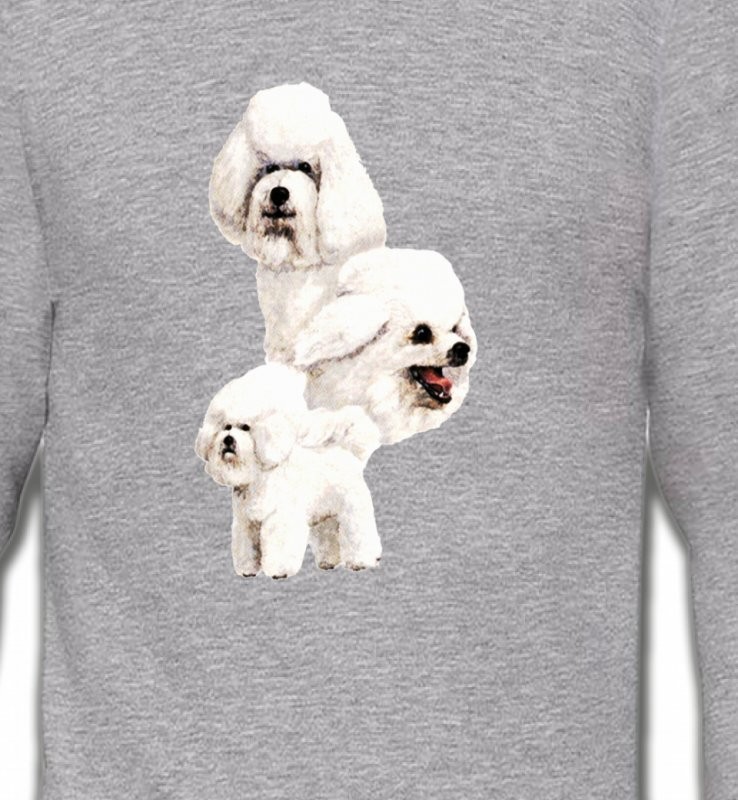 Bichon Frisé blanc (J)