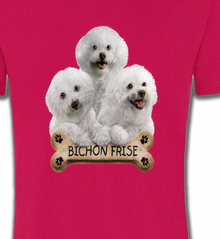 Bichon Frisé chiots (A)