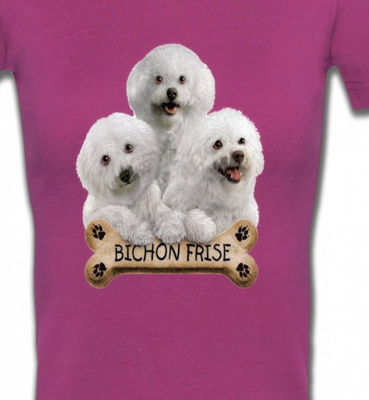 Bichon Frisé chiots (A)
