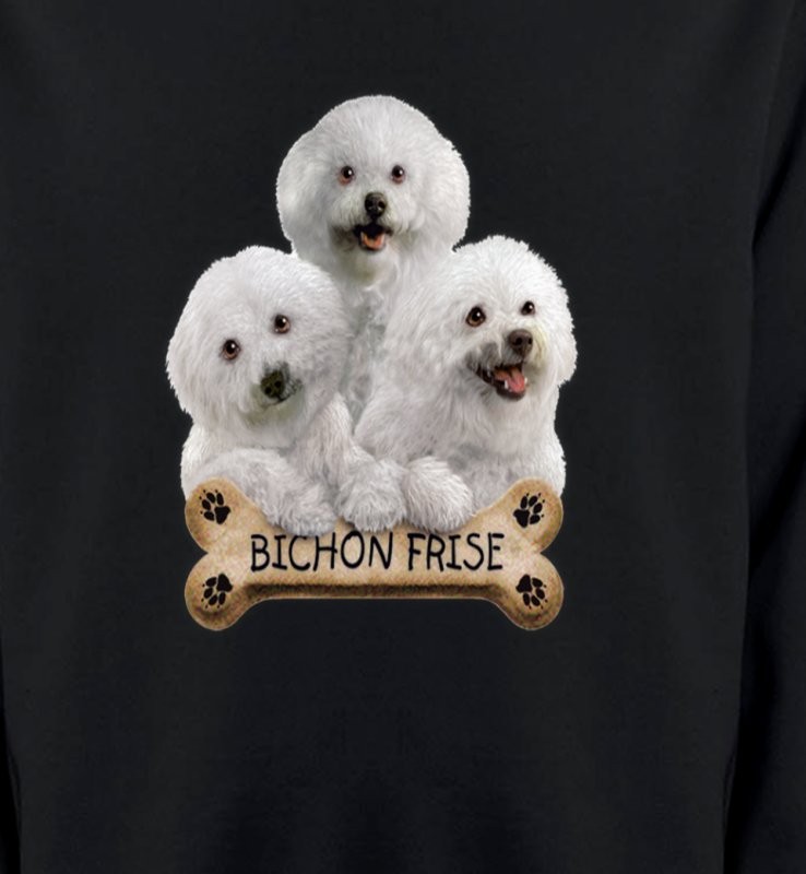 Bichon Frisé chiots (A)