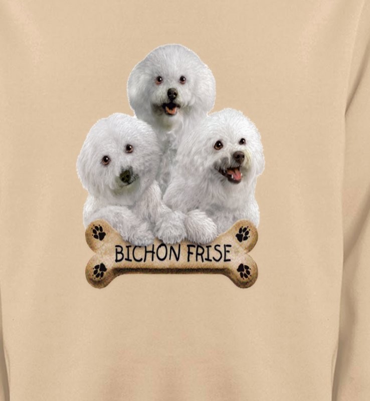 Bichon Frisé chiots (A)