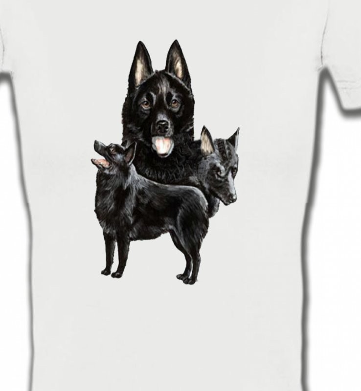 Schipperke (A)