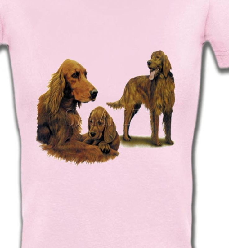 Setter brun (J)