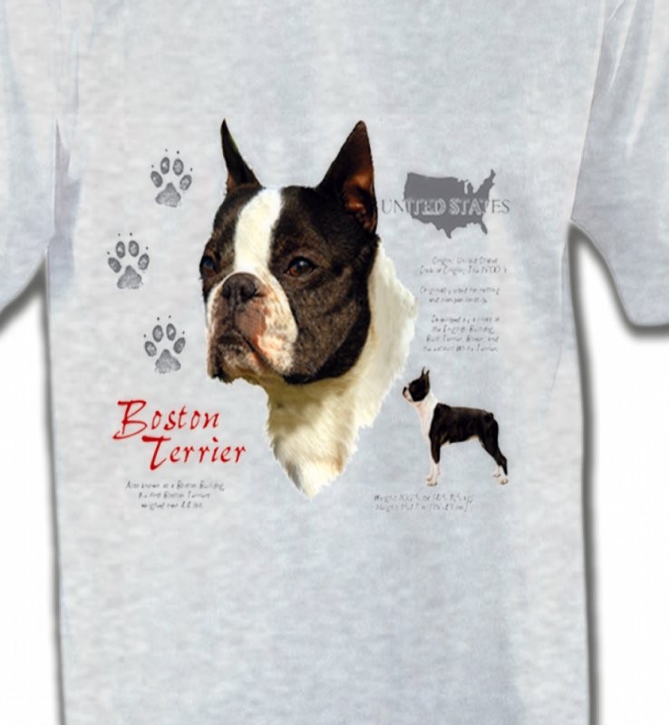 Boston Terrier (A)
