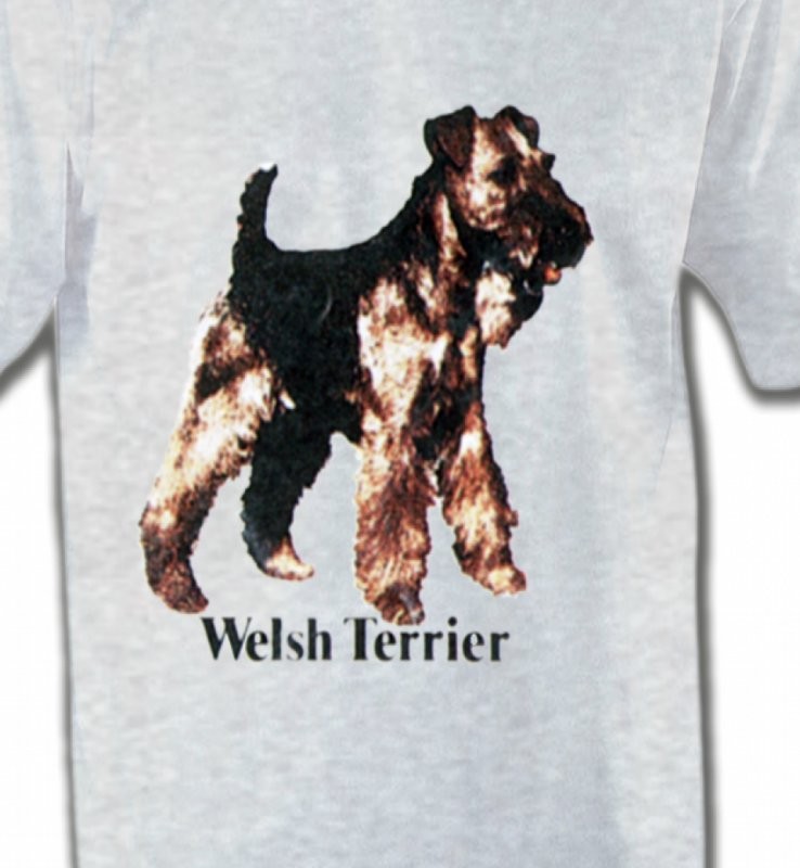 Welsh Terrier (F)