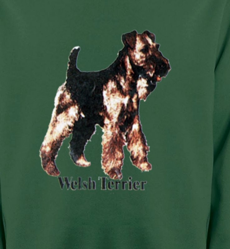 Welsh Terrier (F)
