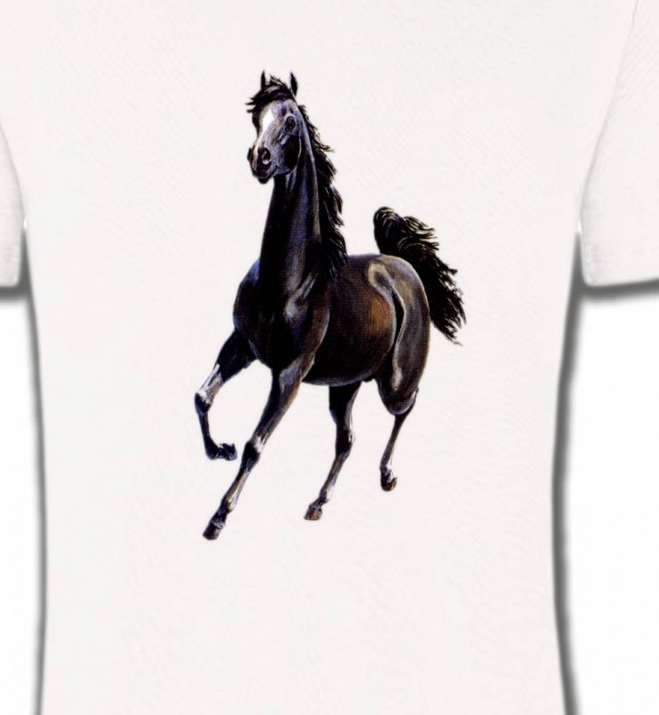 Marwari Cheval au galop (C)