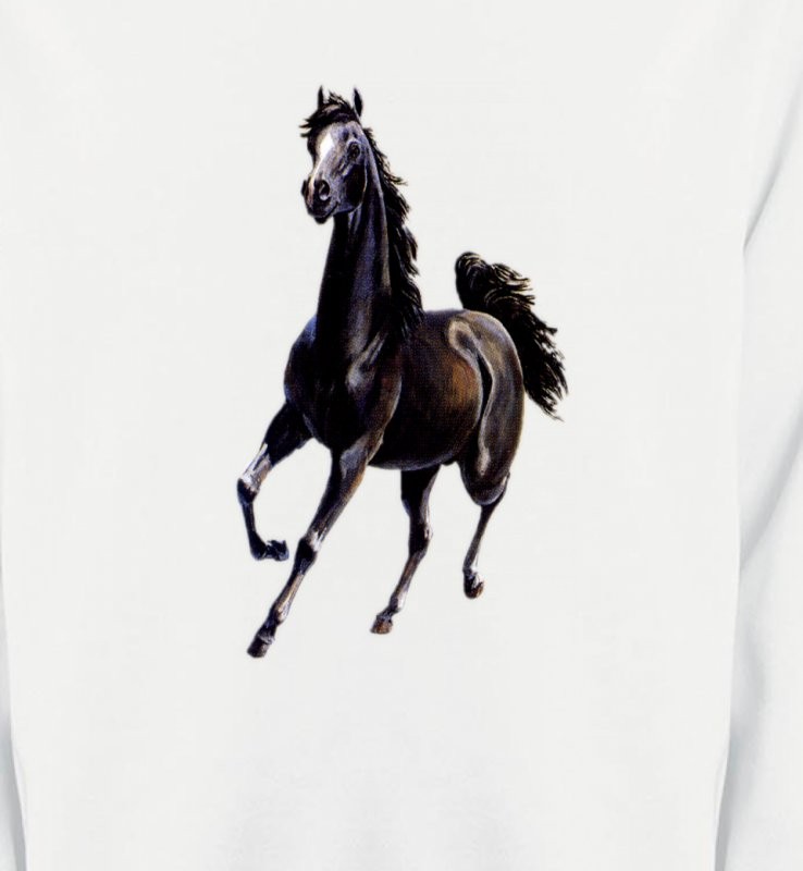 Marwari Cheval au galop (C)
