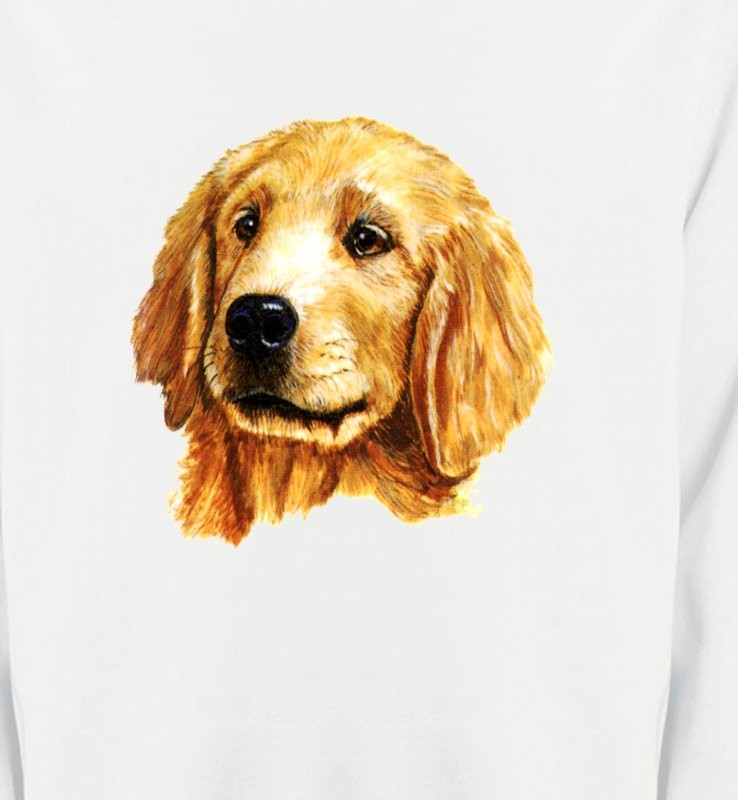 Tête de Golden Retriever (IAG)