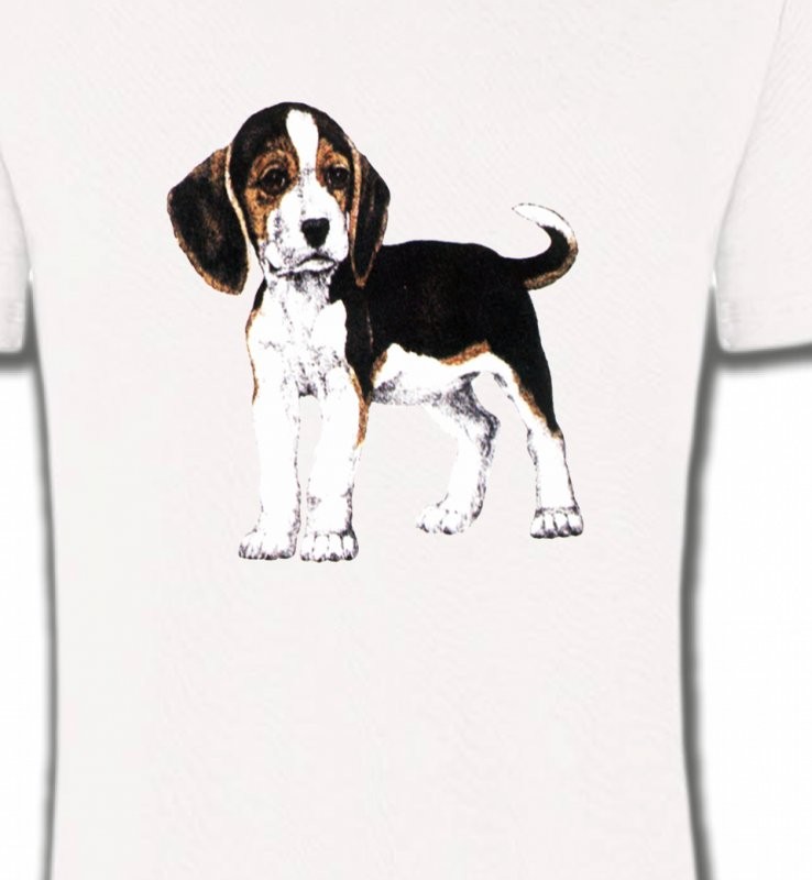 Beagle chiot (B)