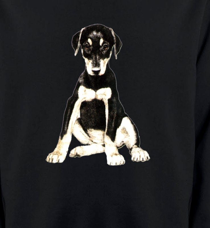 Doberman bébé (E)