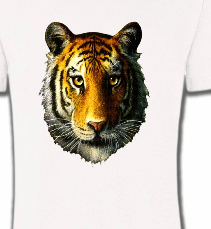 Tête de tigre (K)