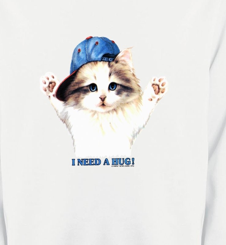 Chaton Ragdoll (Z2)