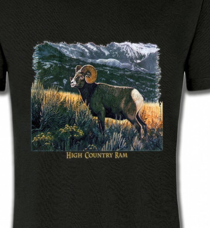 Bélier sauvage (mouflon)